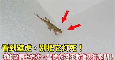 看到壁虎號碼